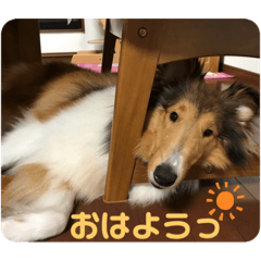 [LINEスタンプ] ラフコリーShikibu part2