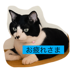 [LINEスタンプ] はちわれ日和＊なな2＊