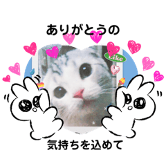 [LINEスタンプ] ドルモコの気持ち