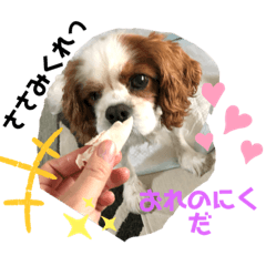 [LINEスタンプ] ほんわかでゅーくの日常