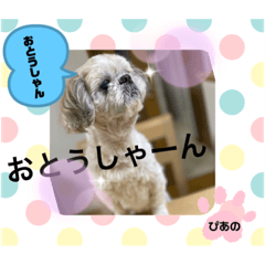 [LINEスタンプ] みことわんこ10
