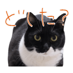 [LINEスタンプ] 我が家の猫／エヴァ(質問)
