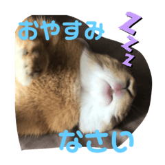 [LINEスタンプ] うさぎのモカちゃんスタンプpart7