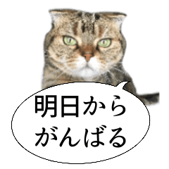 [LINEスタンプ] 猫野家すたんぷ【言い訳編】