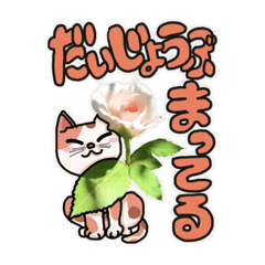 [LINEスタンプ] 待っててね待ってるよの可愛い返信、猫と花