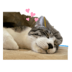 [LINEスタンプ] ソラちゃんねる
