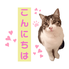 [LINEスタンプ] 景虎(カゲトラ)君の成猫スタンプ2☆