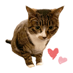 [LINEスタンプ] まどかのププ。
