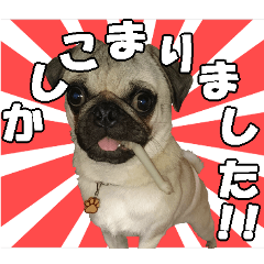 [LINEスタンプ] 騒がしいパグ家族 2