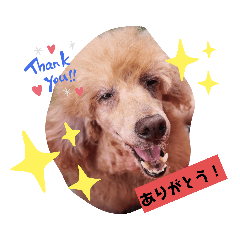 [LINEスタンプ] dogsアップル♪ライム♪チェリー♪シトラス