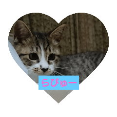[LINEスタンプ] どんぐりゃーらいふ
