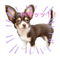 [LINEスタンプ] もりもり島