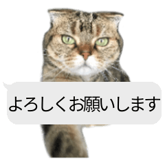 [LINEスタンプ] 猫野家すたんぷ【吹き出し敬語編】