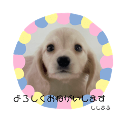 [LINEスタンプ] ししまるくらぶ