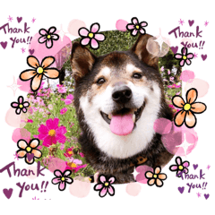 [LINEスタンプ] 黒柴 愛しきプーちゃん ④