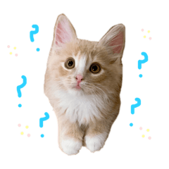 [LINEスタンプ] chipie♡