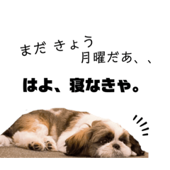 [LINEスタンプ] シーズーのMonday.