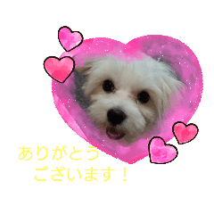 [LINEスタンプ] ころんちゃんの敬語スタンプ