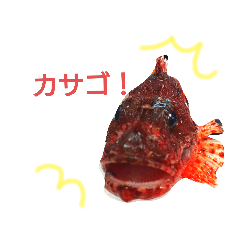 おさかなシリーズ