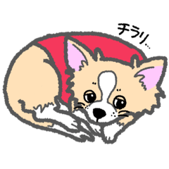 [LINEスタンプ] チワワのコッコ