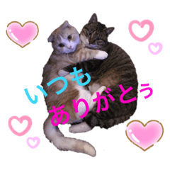 うちの癒やしペットたち