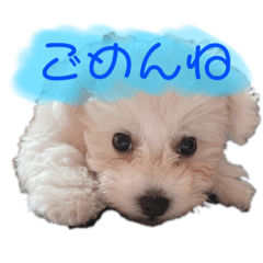 [LINEスタンプ] ハクのまいにち
