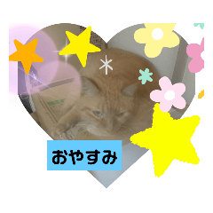 [LINEスタンプ] ねこあんど、ねこ