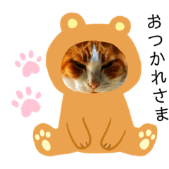 [LINEスタンプ] 猫のかなこさん〜Talking〜