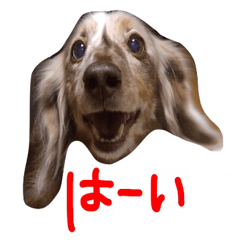 [LINEスタンプ] チョコダップルのいぬ