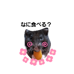 [LINEスタンプ] とっとこ ひまわりちゃん