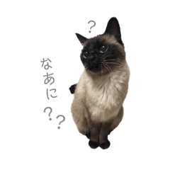 [LINEスタンプ] 猫のプッチョ。