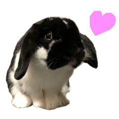 [LINEスタンプ] たれ耳うさぎ うにちゃん