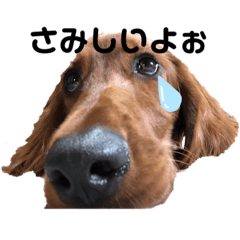 [LINEスタンプ] わんだふるらいふスタンプ