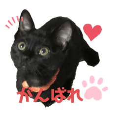 [LINEスタンプ] 子猫のぶりこお決まりスタンプ