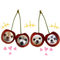 [LINEスタンプ] 仲良しチワワ大集合！2