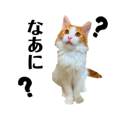 [LINEスタンプ] ねこのこむぎ〜気まぐれ編〜