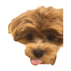 [LINEスタンプ] 犬とワニ