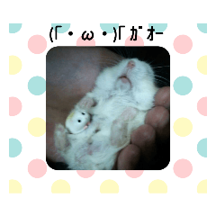 [LINEスタンプ] 我が家の歴代ハムスターこたろう達