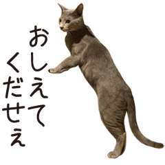 [LINEスタンプ] S家のねこスタンプ