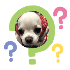 [LINEスタンプ] ジュちゃんスタンプ