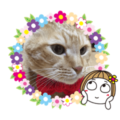 [LINEスタンプ] 我が家にゃん2