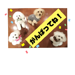 [LINEスタンプ] トイプードルのマルフィオ＆パルピノ
