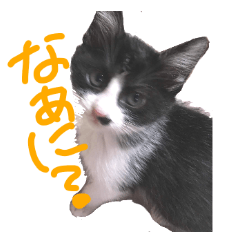 [LINEスタンプ] はちわれねこしろくろ