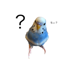 [LINEスタンプ] セキセイインコのちぃーちゃん2