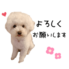 [LINEスタンプ] トイプードルみるくちゃん♡♡