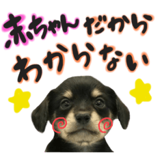 [LINEスタンプ] おハクさんとおマロさん②( ・∇・)