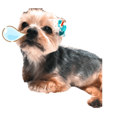 [LINEスタンプ] POLON's LIFE