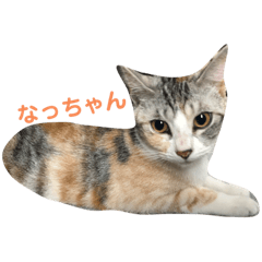 [LINEスタンプ] なっちゃんฅ•ω•ฅ