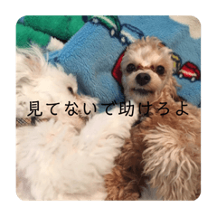 [LINEスタンプ] てりーとおと！！！！