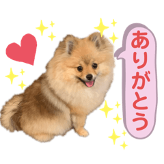 [LINEスタンプ] ポメラニアンのイクラちゃん4